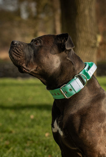 Halsband mit Haltegriff &amp; Rollschnalle &quot;Türkis&quot;